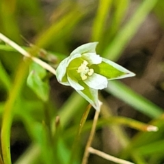 Moenchia erecta (Erect Chickweed) at Fraser, ACT - 1 Oct 2022 by trevorpreston