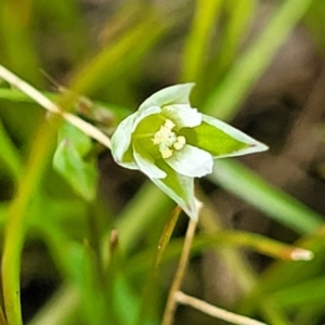 Moenchia erecta at Fraser, ACT - 1 Oct 2022