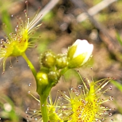 Drosera gunniana (Pale Sundew) at Fraser, ACT - 1 Oct 2022 by trevorpreston