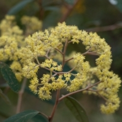 Pomaderris elliptica subsp. elliptica at Penrose - 26 Sep 2022 by Aussiegall