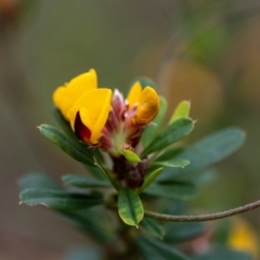 Pultenaea daphnoides (Large-leaf Bush-pea) at Penrose, NSW - 26 Sep 2022 by Aussiegall