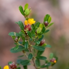 Pultenaea daphnoides at Penrose, NSW - suppressed