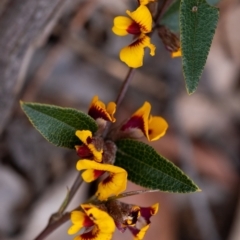 Mirbelia platylobioides (Large-flowered Mirbelia) at Penrose - 26 Sep 2022 by Aussiegall