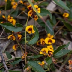 Mirbelia platylobioides at Penrose, NSW - suppressed