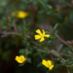 Hibbertia sp. (TBC) at Penrose, NSW - 26 Sep 2022 by Aussiegall