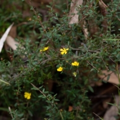 Hibbertia aspera subsp. aspera at Penrose, NSW - 26 Sep 2022