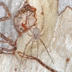 Tamopsis sp. (genus) (Two-tailed spider) at Acton, ACT - 2 Oct 2022 by TimL