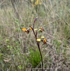 Diuris pardina (Leopard Doubletail) at Hackett, ACT - 1 Oct 2022 by WalterEgo