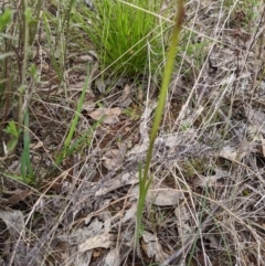 Diuris pardina at Hackett, ACT - 1 Oct 2022