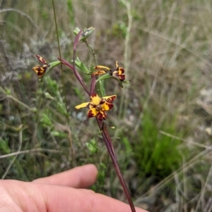 Diuris pardina at Hackett, ACT - 1 Oct 2022