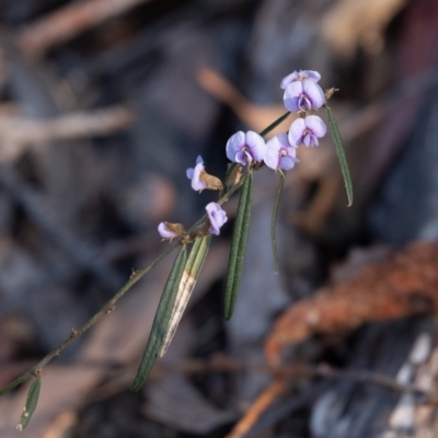 Hovea linearis (Narrow-leaved Hovea) at Penrose - 30 Aug 2022 by Aussiegall