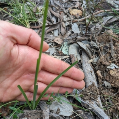 Diuris sp. (hybrid) (Hybrid Donkey Orchid) at Hackett, ACT - 1 Oct 2022 by WalterEgo