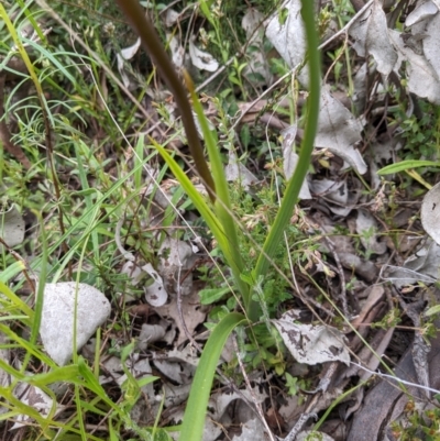 Diuris pardina (Leopard Doubletail) at Hackett, ACT - 1 Oct 2022 by WalterEgo