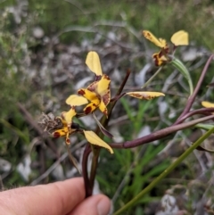 Diuris pardina at Hackett, ACT - suppressed