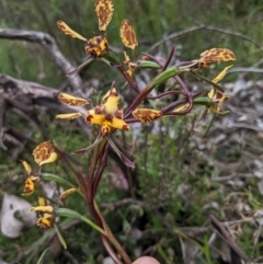 Diuris pardina at Hackett, ACT - suppressed