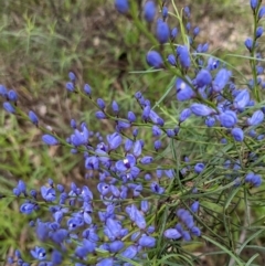 Comesperma volubile (Love Creeper) at Hackett, ACT - 1 Oct 2022 by WalterEgo