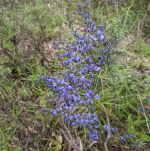 Comesperma volubile at Hackett, ACT - 1 Oct 2022 12:26 PM