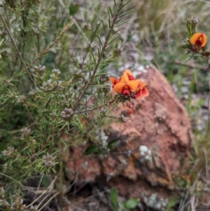 Dillwynia sericea at Dickson, ACT - 1 Oct 2022