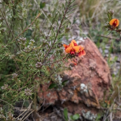 Dillwynia sericea (Egg And Bacon Peas) at Dickson Wetland Corridor - 1 Oct 2022 by WalterEgo