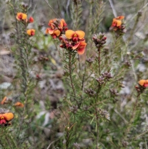 Dillwynia sericea at Dickson, ACT - 1 Oct 2022