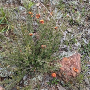 Dillwynia sericea at Dickson, ACT - 1 Oct 2022