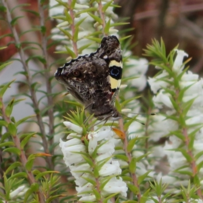 Vanessa itea (Yellow Admiral) at Acton, ACT - 30 Sep 2022 by Christine