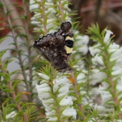 Vanessa itea (Yellow Admiral) at Acton, ACT - 30 Sep 2022 by Christine