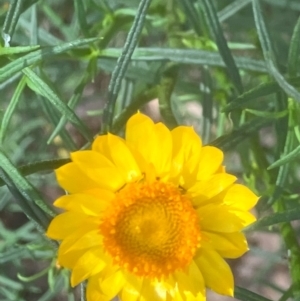 Xerochrysum viscosum at Fentons Creek, VIC - suppressed