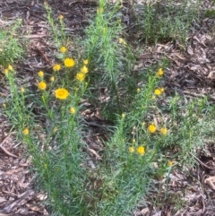 Xerochrysum viscosum at Fentons Creek, VIC - suppressed