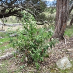 Olearia lirata at Molonglo Valley, ACT - 1 Oct 2022 11:10 AM