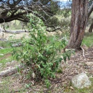 Olearia lirata at Molonglo Valley, ACT - 1 Oct 2022