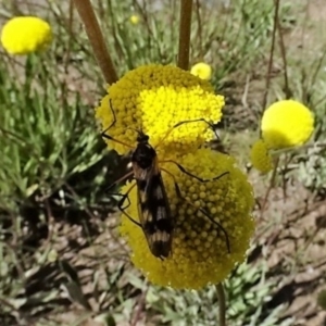 Gynoplistia sp. (genus) at Molonglo Valley, ACT - 29 Sep 2022