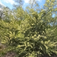 Acacia floribunda (White Sally Wattle, Gossamer Wattle) at Molonglo Valley, ACT - 29 Sep 2022 by AndyRussell