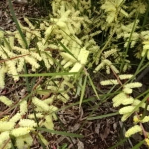 Acacia floribunda at Molonglo Valley, ACT - 29 Sep 2022