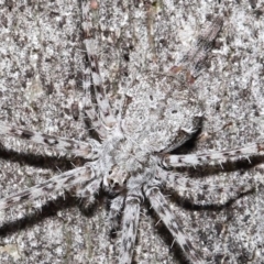 Tamopsis sp. (genus) (Two-tailed spider) at ANBG - 1 May 2022 by TimL