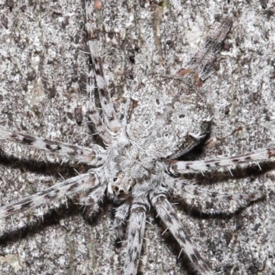 Tamopsis sp. (genus) (Two-tailed spider) at Acton, ACT - 1 May 2022 by TimL