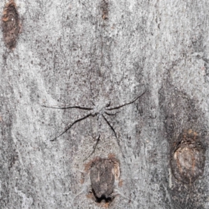 Tamopsis sp. (genus) at Acton, ACT - 1 May 2022 10:45 AM