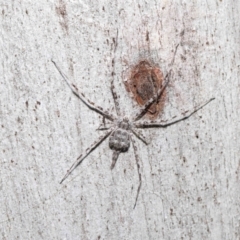 Tamopsis sp. (genus) at Acton, ACT - 1 May 2022