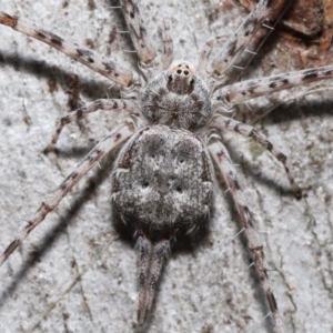 Tamopsis sp. (genus) at Acton, ACT - 1 May 2022 10:45 AM