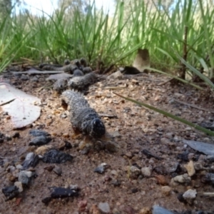 Perga sp. (genus) at Molonglo Valley, ACT - 29 Sep 2022