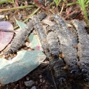 Perga sp. (genus) at Molonglo Valley, ACT - 29 Sep 2022