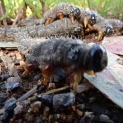 Perga sp. (genus) at Molonglo Valley, ACT - 29 Sep 2022