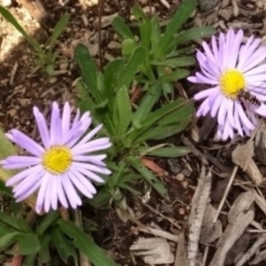 Melangyna viridiceps at Molonglo Valley, ACT - 29 Sep 2022