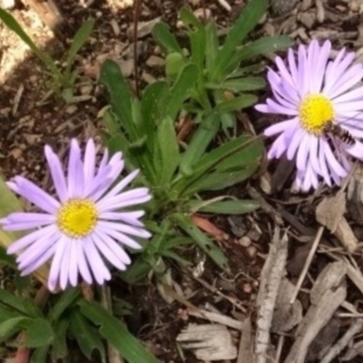 Melangyna viridiceps (Hover fly) at Sth Tablelands Ecosystem Park - 29 Sep 2022 by AndyRussell