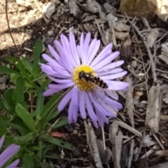 Melangyna viridiceps at Molonglo Valley, ACT - 29 Sep 2022