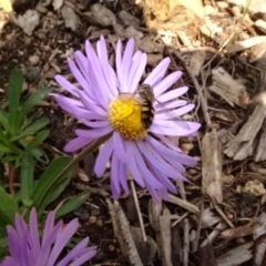 Melangyna viridiceps at Molonglo Valley, ACT - 29 Sep 2022 12:13 PM