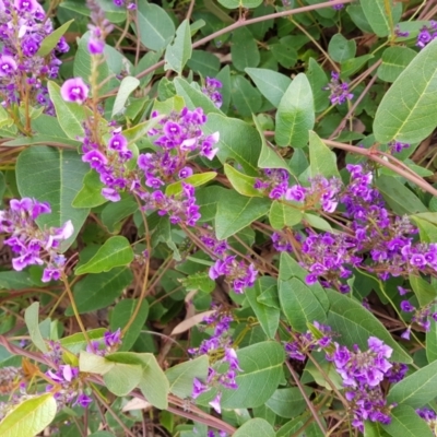 Hardenbergia violacea (False Sarsaparilla) at Kambah, ACT - 1 Oct 2022 by MatthewFrawley