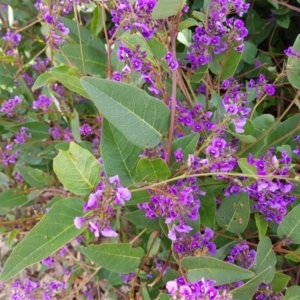 Hardenbergia violacea at Kambah, ACT - 1 Oct 2022 09:53 AM