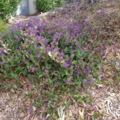 Hardenbergia violacea at Kambah, ACT - 1 Oct 2022 09:53 AM