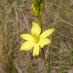 Bulbine bulbosa (Golden Lily) at Mount Majura - 1 Oct 2022 by MatthewFrawley